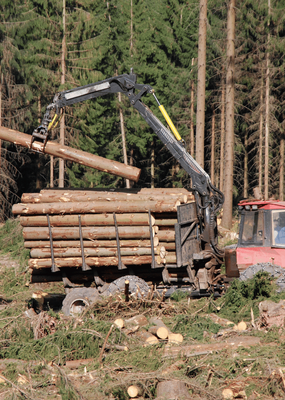 Forstarbeit in der Region - ARBIOR Wood