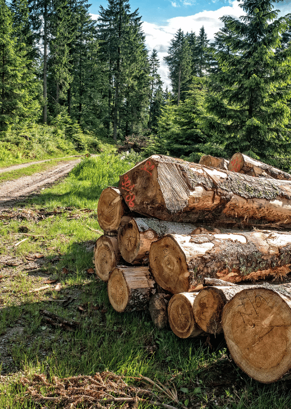 Geprüftes Holz aus der Region - ARBIOR Wood